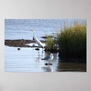 Birds in the Water Poster