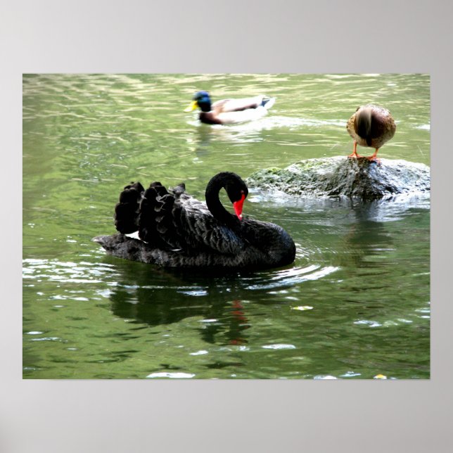 birds in water poster (Front)