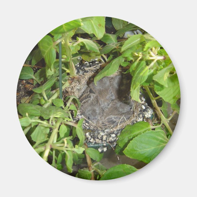 Birds Magnet (Front)