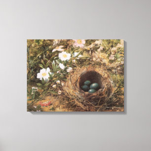 Bird's Nest and Dog Roses by John William Hill Canvas Print