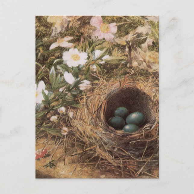 Bird's Nest and Dog Roses by John William Hill Postcard (Front)