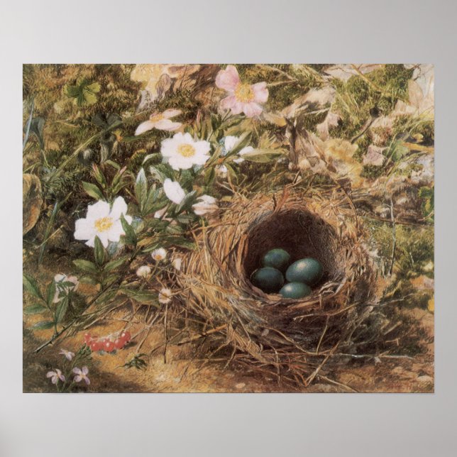Bird's Nest and Dog Roses by John William Hill Poster (Front)