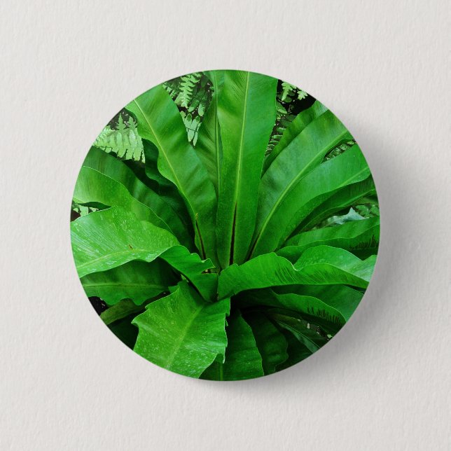 Bird's Nest Fern 6 Cm Round Badge (Front)