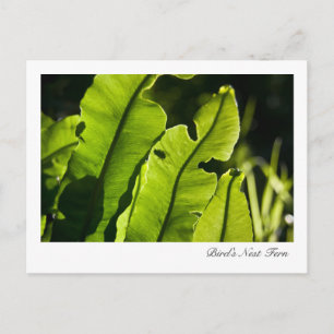 Bird's Nest Fern Postcard
