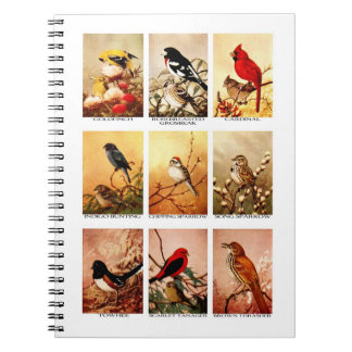 Birds Notebook