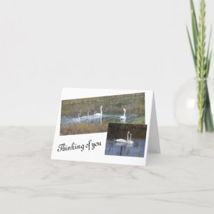 Birds of a Feather Blank Note Cards