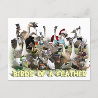 Birds of a Feather Postcard