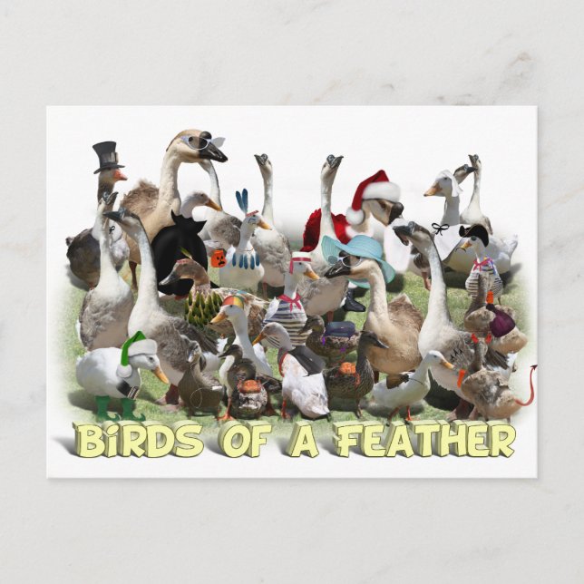 Birds of a Feather Postcard (Front)