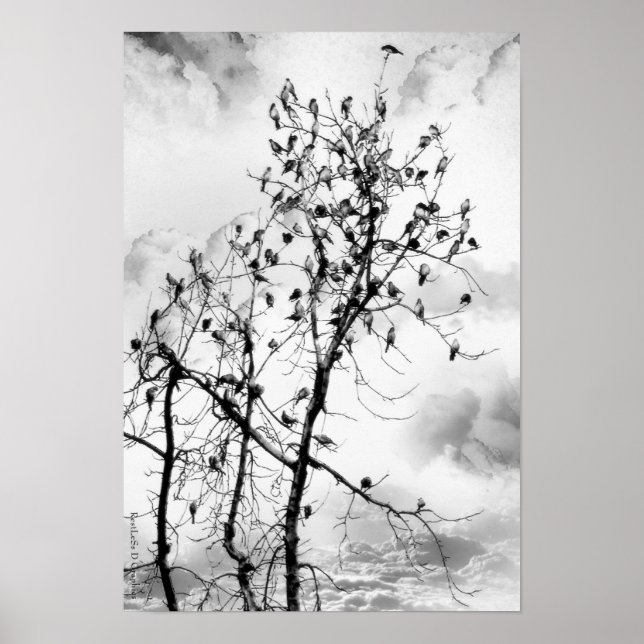 Birds of a Feather Poster (Front)