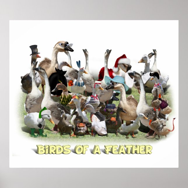 Birds of a Feather Poster (Front)