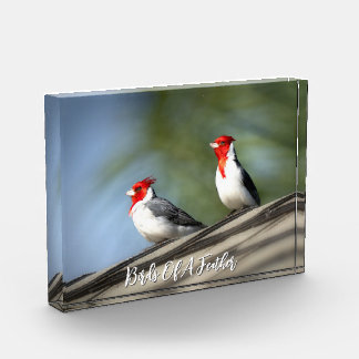 Birds of A Feather Red Crested Cardinals Hawaii Photo Block