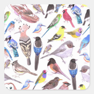 Birds of America- pets and wild birds Square Sticker