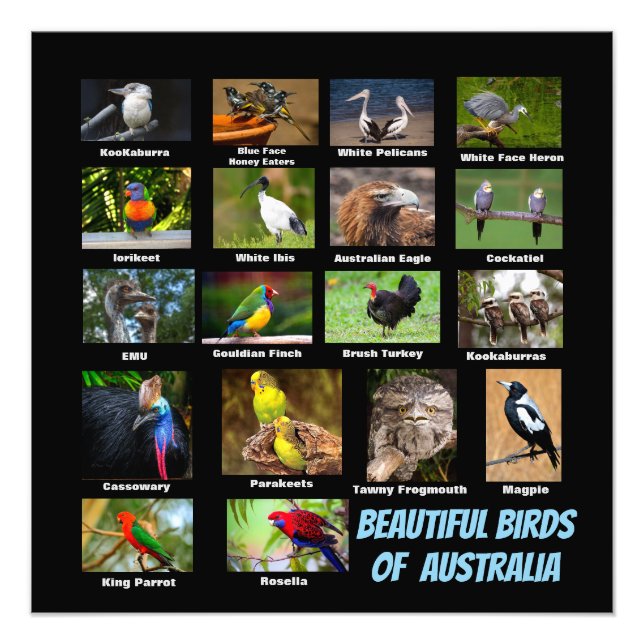 Birds of Australia Photo Print (Front)