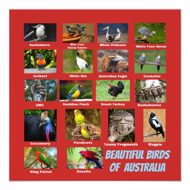 Birds of Australia Photo Print (Front)