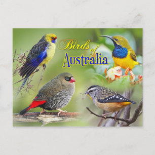 Birds of Australia Postcard