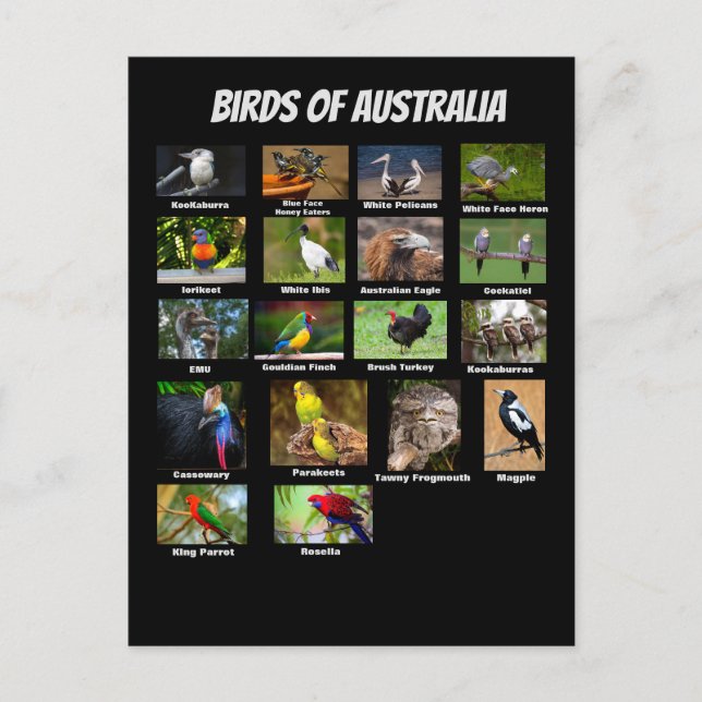 Birds of Australia Postcard (Front)