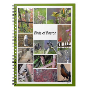 Birds of Boston Photo Collage Notebook