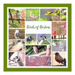 Birds of Boston Photo Collage Print