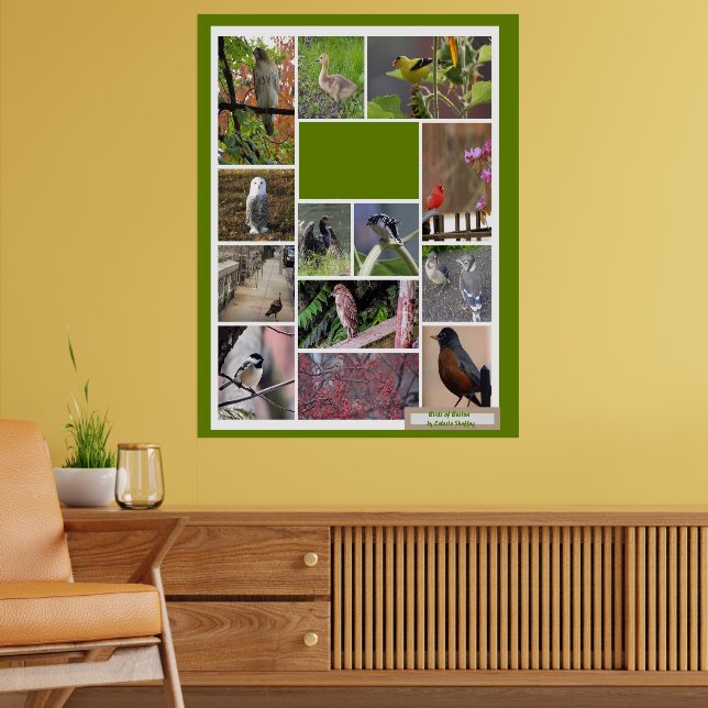 Birds of Boston   Poster (Living Room 2)