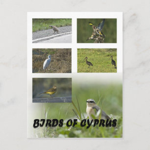 Birds of Cyprus postcard