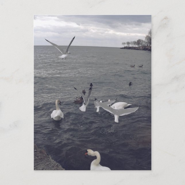 Birds of Lake Ontario Postcard (Front)