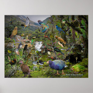 Birds of New Zealand art poster