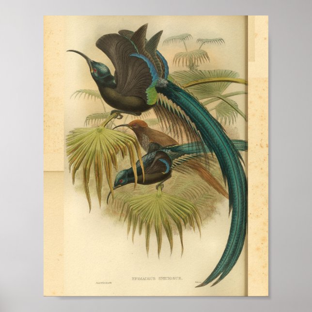 Birds of Paradise Blue Green Colour Vintage Print (Front)