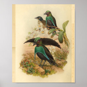 Birds of Paradise Green Blue Vintage Print