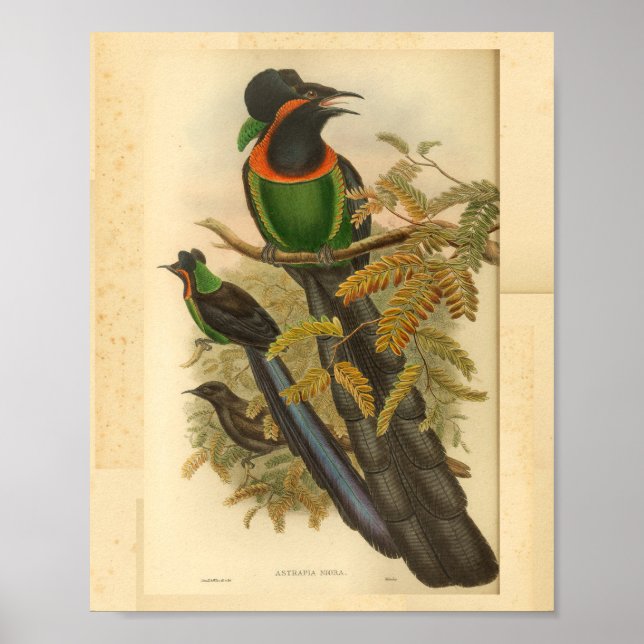 Birds of Paradise Green Red Vintage Print (Front)