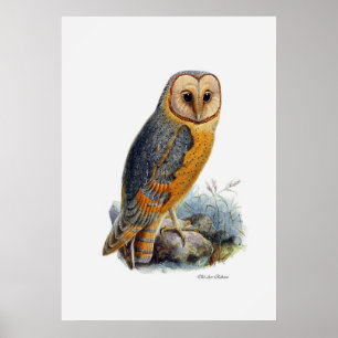 Birds Of Prey ~ Barn Owl Poster