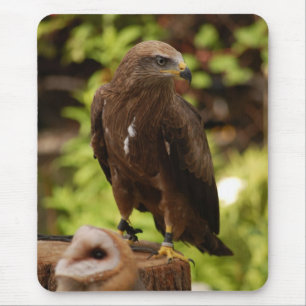 Birds of prey mouse pad