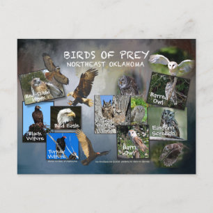 birds of Prey Oklahoma postcard 19dk-z
