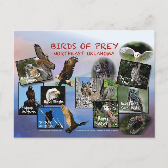 birds of Prey Oklahoma postcard 19r (Front)