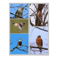 Birds of prey photo collage