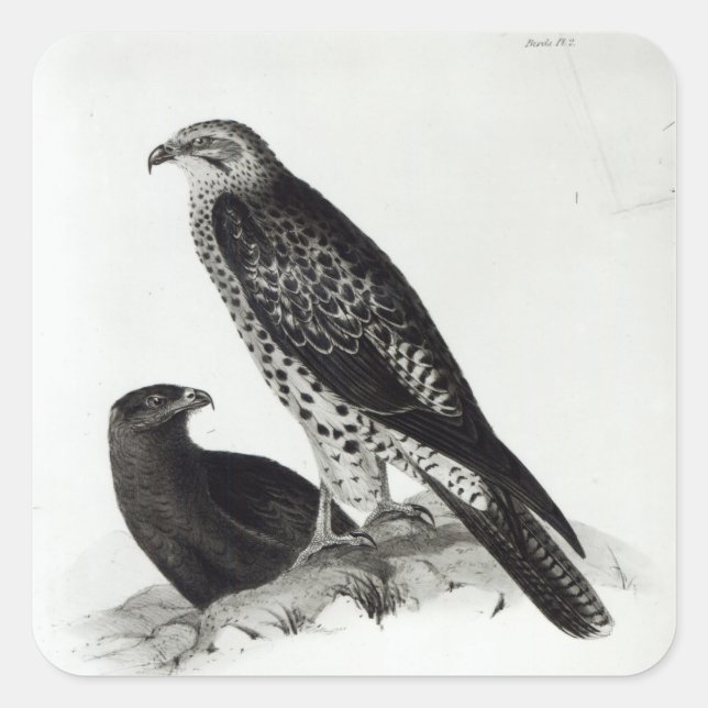 Birds of Prey Square Sticker (Front)