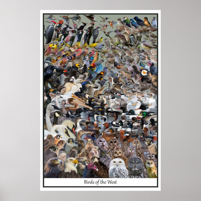 Birds of the West Poster (Front)