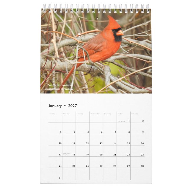 Birds of Western New York Calendar (Jan 2027)