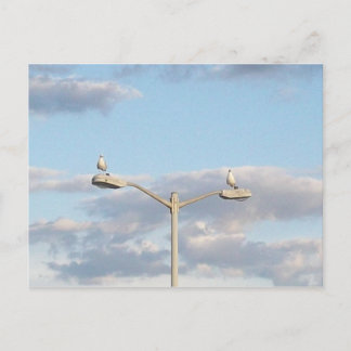 Birds on a Lamp Post Postcard