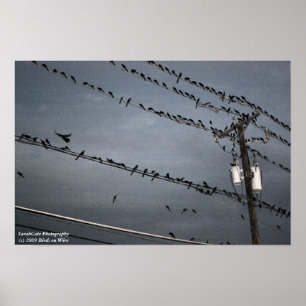 Birds on a Wire Poster