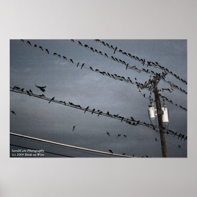 Birds on a Wire Poster (Front)