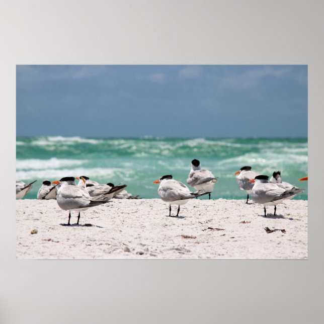 Birds on Beach Poster (Front)