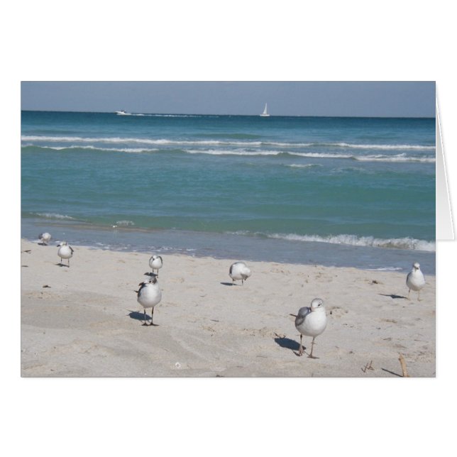 birds on ocean beach (Front Horizontal)