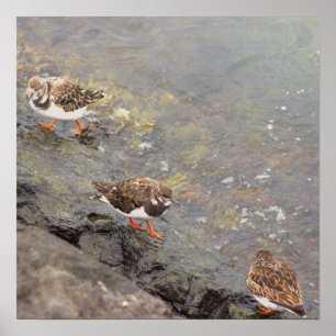 Birds on Rock Photo Poster