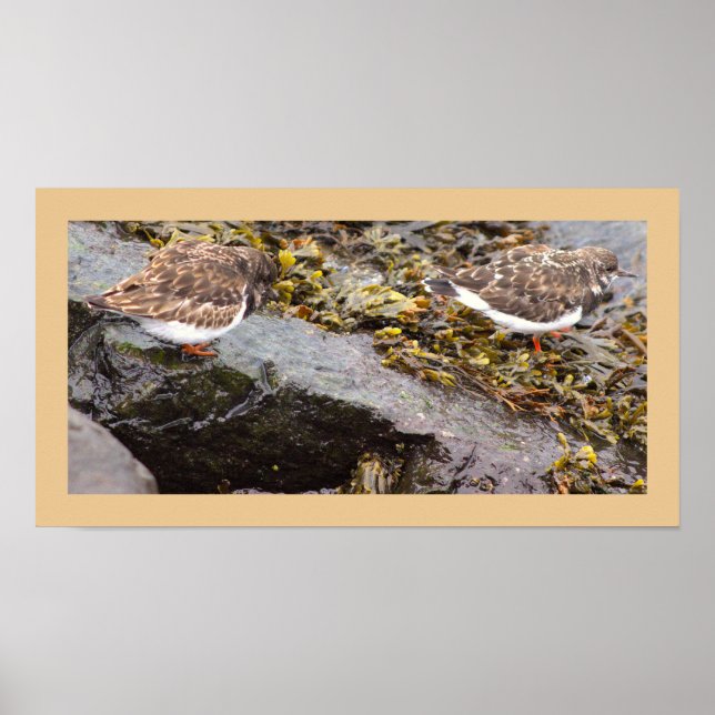 Birds on Rocks Photo Poster (Front)