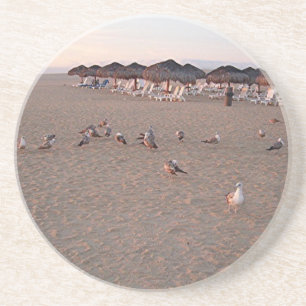Birds on the beach in Cabo Coaster