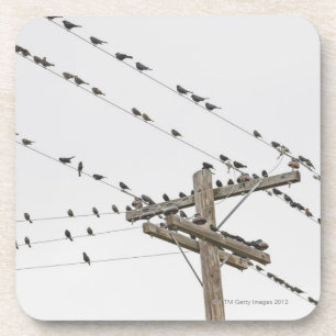 Birds perched on wires coaster