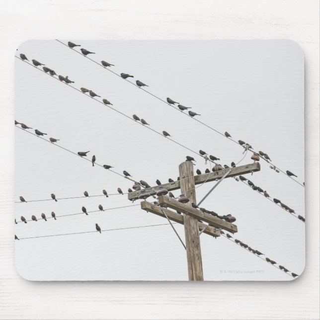 Birds perched on wires mouse pad (Front)
