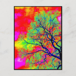 Birds Postcard