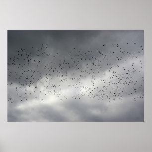 Birds Poster