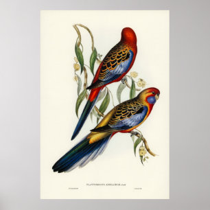 Birds Poster
